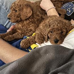 Poodle puppies from J and S Farms