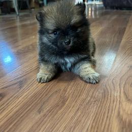 Alfa - Red sable female Pomeranian puppy in Clinton, Tennessee from Liza’s Aussies & Poms