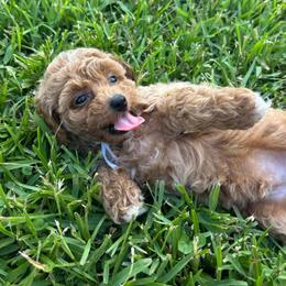 Breeze - Red  male Poodle puppy in Wharton, Texas from In the Red Poodles