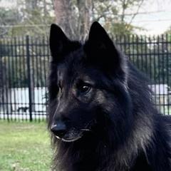 Jack - Belgian Tervuren