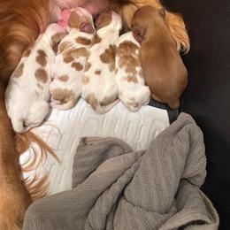 Cavalier King Charles Spaniel and English Toy Spaniel Puppies from Royal Heritage Spaniels