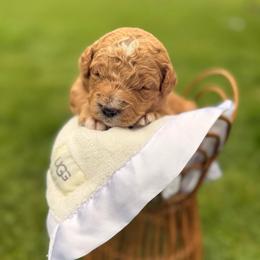 Sugar - Apricot female Goldendoodle puppy in Battleground, Washington from Doodles Delight PNW