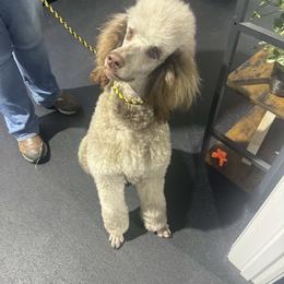 Jenga - Sable female Poodle puppy in Berea, Kentucky from Legacy Poodles