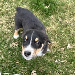 Elm - Black tri-color male Australian Shepherd puppy in Midvale, Idaho from Canyon River Aussies