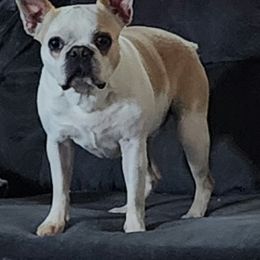 Boston Terrier and French Bulldog Puppies from Peachy Keen Bostons and Frenchies