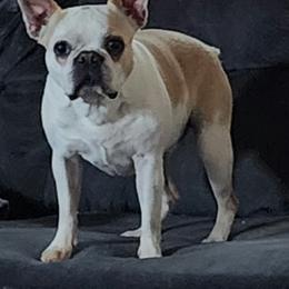 Boston Terrier and French Bulldog Puppies from Peachy Keen Bostons and Frenchies
