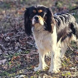 Cavalier King Charles Spaniels from Missouri Cavaliers