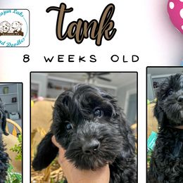 Tank - Black Goldendoodle puppy in Raceland, Louisiana from Cajun Doodles
