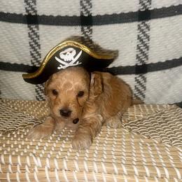 Im Your Puppet - Apricot male Poodle puppy in Hemet, California from Vallevistadoodles