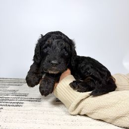 Donkey - Phantom male Bernedoodle puppy in Southwest Ranches, Florida from Dandy Doodle Ranch
