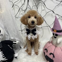 Cheetos - Apricot male Poodle puppy in Chandler, Arizona from Fabi toy Poodle
