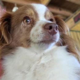 Girl 1 - female Toy Australian Shepherd puppy in Fort White, Florida from Triple-s-kennel