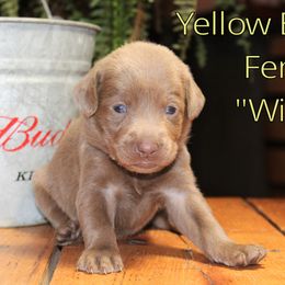 Labrador Retriever Puppies from Silver Dollar Labs
