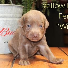 Labrador Retriever Puppies from Silver Dollar Labs