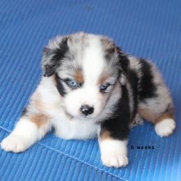 Cristi - Blue merle female Miniature American Shepherd puppy in Mineola, Texas from Southern Star Miniature American Shepherds
