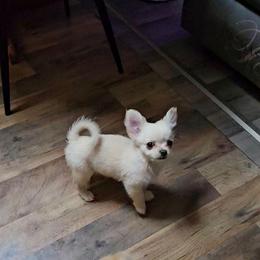 Snow - Cream male Chihuahua puppy in Ligonier, Indiana from Country Charm Chihuahuas