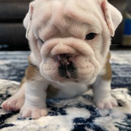 Bulldog Puppies from Simpkins' Southern Bulldogs