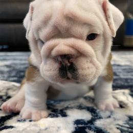Bulldog Puppies from Simpkins' Southern Bulldogs