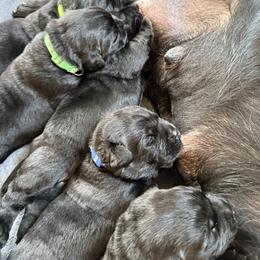 Labrador Retriever Puppies from Hillstone Labradors