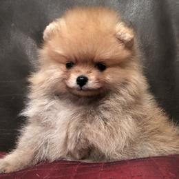 Keeshond and Pomeranian Puppies from Mary Schooner