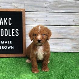 Poodle Puppies from Goldens Galore