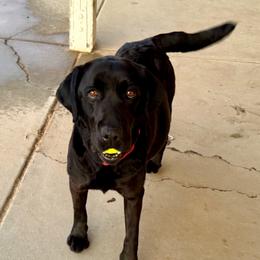 Luna - Labrador Retriever