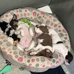 Rat Terrier Puppies from Top Shelf Rat Terriers