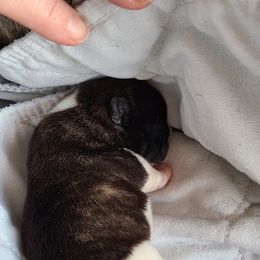 French Bulldog Puppies from PHP's Starbulls