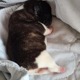 French Bulldog Puppies from PHP's Starbulls