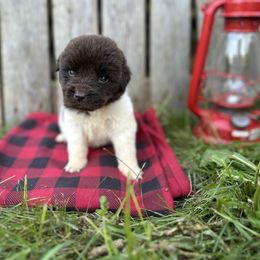 Aspen - White and brown female Newfoundland puppy in Tully, New York from Bear Paw Newfoundlands