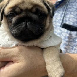 Pug Puppies from Pickwick Pugs