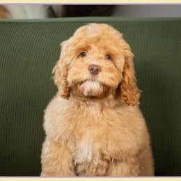 Randall - Red and white male Cockapoo puppy in Connersville, Indiana from Deaz Doodle Ranch