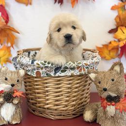 Mr Grey - Golden male Golden Retriever puppy in Overton, Nevada from Sinfully Sweet Kennel