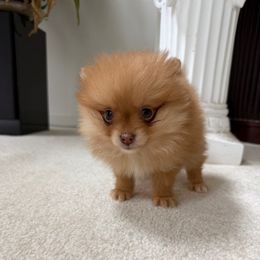 Rocky - Orange male Pomeranian puppy in Saint Louis, Missouri from Velvet Crown Kennels 👑