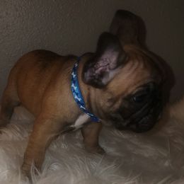 French Bulldog Puppies from Ma Chérie French Bulldogs