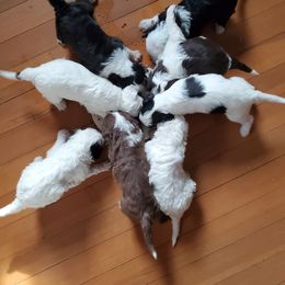 Pomeranian and Sheepadoodle Puppies from Fluffy Wonders Poms and Doodles