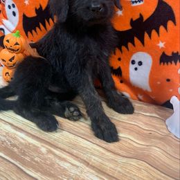 Girl 2 - Goldendoodle puppy from Pawsome Poodles and Doodles