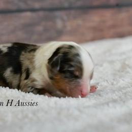Dylan - Blue merle male Toy Australian Shepherd puppy in Russellville, Arkansas from Rockin H Aussies