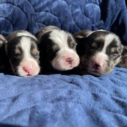 Pembroke Welsh Corgi Puppies from MG Corgis