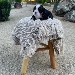 Benny - Tri-color male Cavalier King Charles Spaniel puppy in Shingle Springs, California from California Spaniels