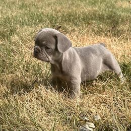 French Bulldog Puppies from Christie's Frenchies