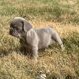 French Bulldog Puppies from Christie's Frenchies