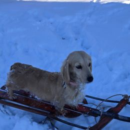 Ellie - Dachshund