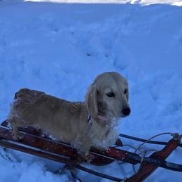 Ellie - Dachshund