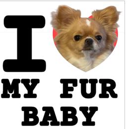 Chihuahua Puppies from Home Grown Chihuahuas From Iowa