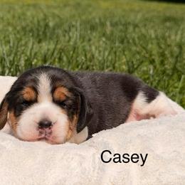 Casey - Black tan and white male Beagle puppy in Mansfield, Missouri from Rippee Creek Kennel