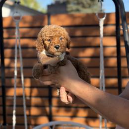 Brown Collar boy - Apricot male Goldendoodle puppy in Spokane, Washington from Dream Doodles in Spokane WA