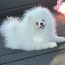 Cocker Spaniel puppies from Prestige Cocker Spaniels