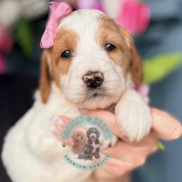 Goldy - Parti female Goldendoodle puppy in Marion, Ohio from Doodles & Doxies