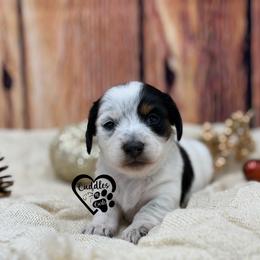 Split - Piebald male Dachshund puppy in Nashville, Arkansas from Cuddles n Curls